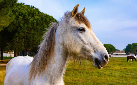 Cavallo