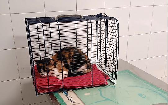 Salva una gattina investita che aveva da poco partorito: ora si cercano i cuccioli