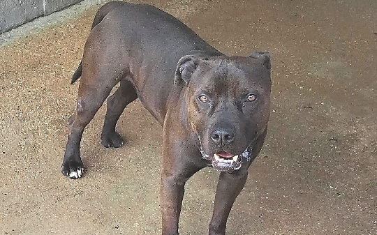 Aci, il cane che ha rischiato la morte per eutanasia