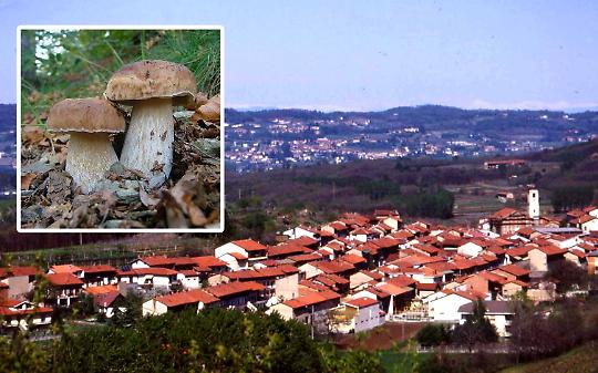 Funghi