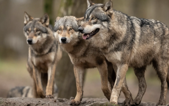 Lupi a passeggio nella citt&agrave; della collina, ecco cosa fare in caso di incontro con il predatore