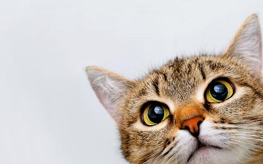 Micio Micio Brum Brum: motori e solidarietà per il Gattile di Ivrea