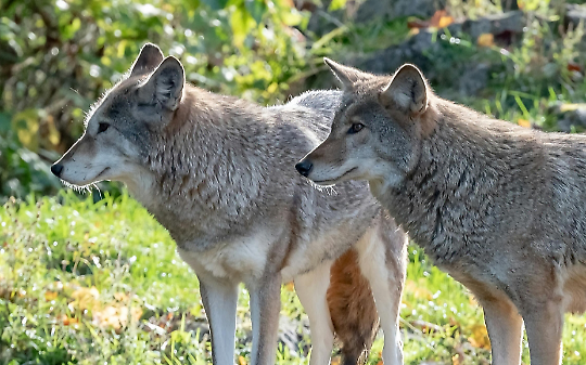 LUPI E ORSI NELLE ALPI