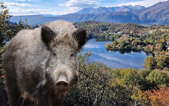 I cinghiali sono una piaga per gli agricoltori del territorio