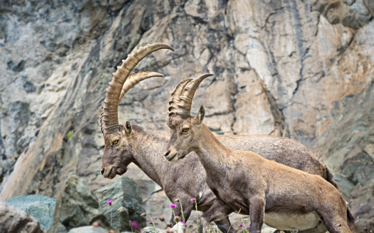 Groscavallo sceglie il Parco Nazionale Gran Paradiso per tutelare maggiormente il territorio