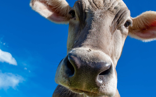 Salvata dalla morte: la disperata lotta di una mucca abbandonata nel gelo del Gran Paradiso. La Mafia di Montagna