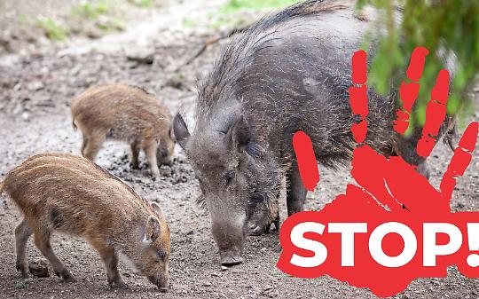 Comune "decinghializzato"