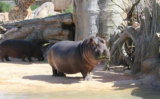 Addio a Lisa, l’ippopotamo dal cuore d’oro: aveva da poco dato alla luce Fil-ippo