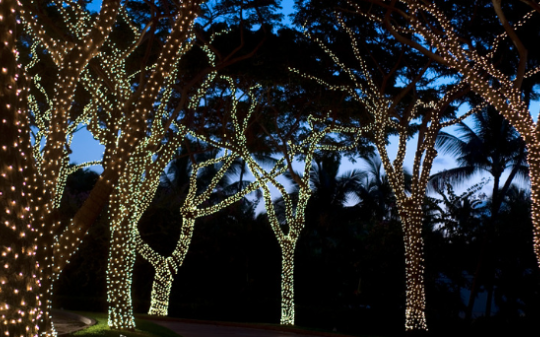 Il Bosco Incantato in Canavese: un viaggio magico tra luci e tradizioni
