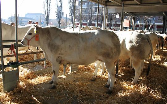 Carmagnola fa 562: la Fiera Primaverile trasforma la citt&agrave; nella capitale agricola del Torinese