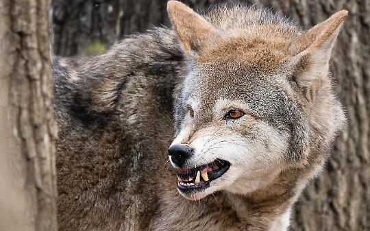 Canavese, i lupi scendono a valle: il racconto degli abitanti