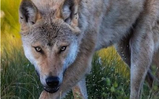 Il lupo torna ad uccidere in Valle