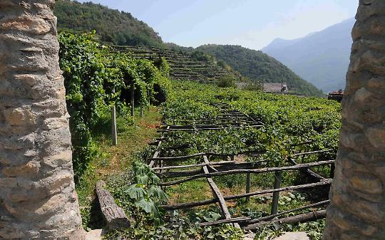 Vigneti di Carema
