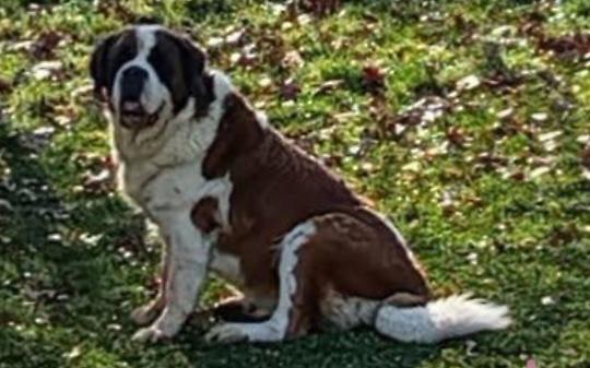 Allarme a Lombardore