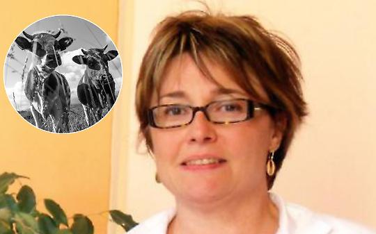 Mucche in fuga abbattute, dopo la pioggia di critiche su facebook la sindaca va dai carabinieri e denuncia