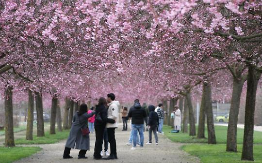 Fioritura dei ciliegi alla Reggia di Venaria