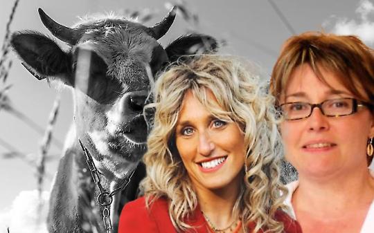 Insulti online e spese legali: il paese diviso dopo l’abbattimento delle mucche
