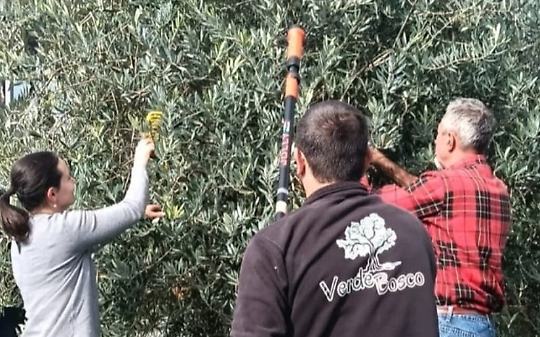Settimo Vittone, dove l’olivo conquista la montagna e cambia il destino della terra