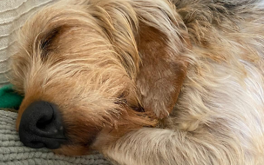 Alma, la cagnolona che il mondo aveva dimenticato: oggi rinasce tra le braccia dell&rsquo;amore