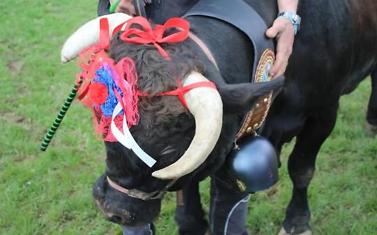 La Regina di Prima Categoria "Samsara" Geninatti Crich Roberto