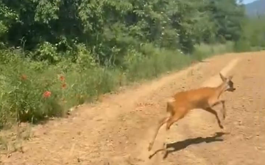 Capriolo in fuga a Moncalieri: un salto tra gli orti e poi la libertà