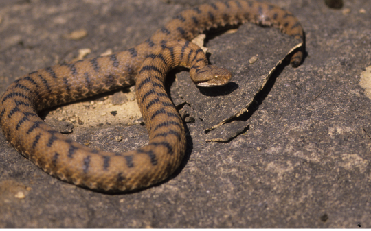 Morso di vipera nei boschi di Cantoria: 15enne si salva da solo e chiama i soccorsi