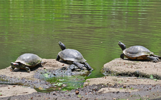 Tartarughe killer ai Laghi di Avigliana. Minaccia per l&rsquo;ambiente (e per l&rsquo;uomo)