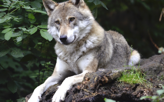 Lupo a spasso tra le case: avvistato a Prascorsano