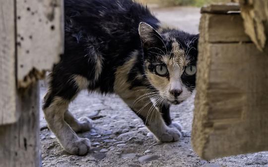 Borgofranco d'Ivrea: otto gatti abbandonati tra vermi e fame