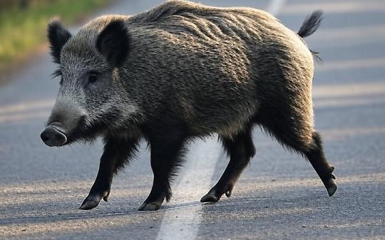 Un cinghiale in strada e poi l’inferno: frontale nel buio, due donne lottano per sopravvivere