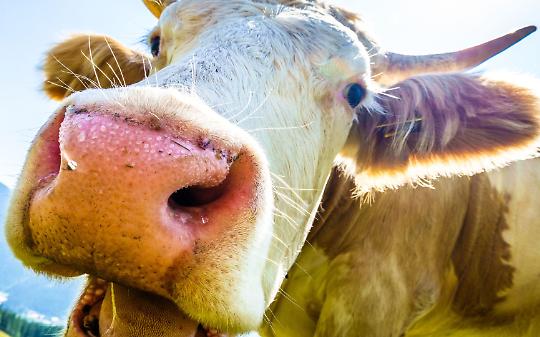 Fuga bovina a San Giusto Canavese
