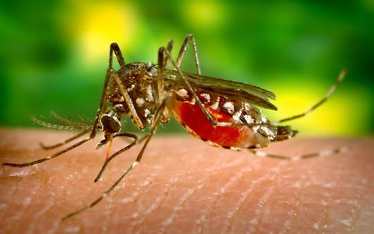 West Nile a Moncalieri