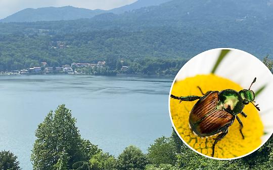 Avigliana, scatta l’allarme per lo scarabeo giapponese: cosa fare se lo incontri