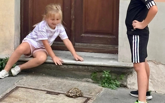 Tartaruga abbandonata vicino ai cassonetti: salvata da due turisti inglesi