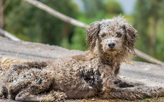 Cane e gatto denutriti e ammalati, intervento guardie Gepa