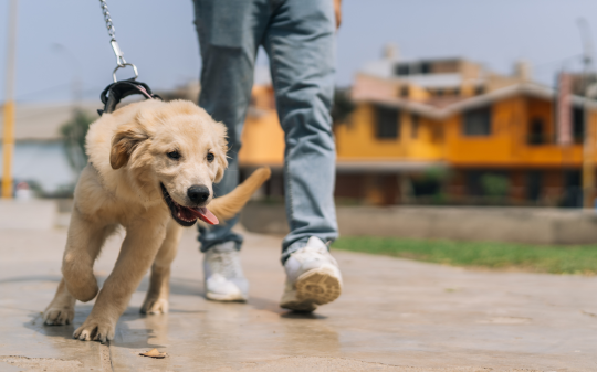 A Tavagnasco scatta la stretta: multe fino a 500 euro ai padroni maleducati di cani