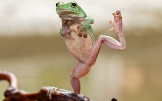 Ritornano le rane nel Parco del Gran Paradiso: un segnale di speranza per la biodiversità