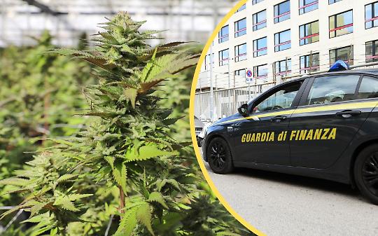 Cannabis in giardino