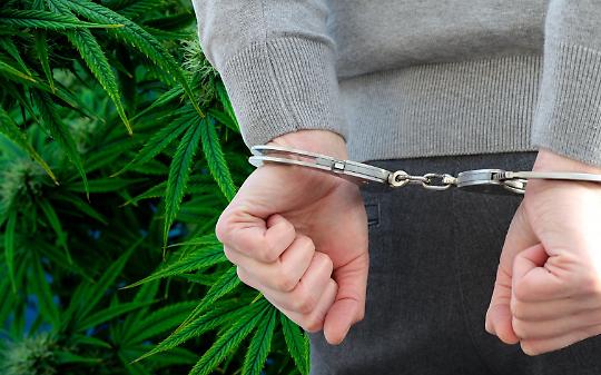 Una piantagione di marijuana in casa alta oltre 2,5 metri: la scoperta della Guardia di Finanza