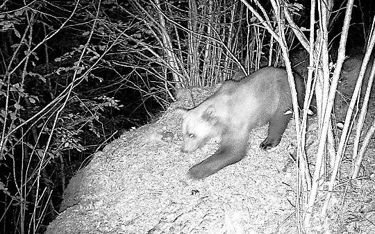 Avvistato un secondo orso nel Verbano Cusio Ossola: non è M29, ma un giovane esemplare