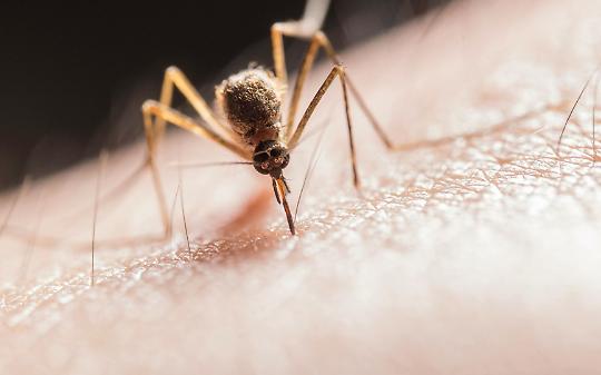 92enne muore dopo infezione da West Nile: il caso riporta l’attenzione sulla prevenzione