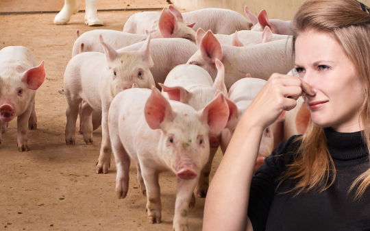 Valperga, l’inferno dei maiali a pochi metri da casa: “Aiutatemi, vi prego”