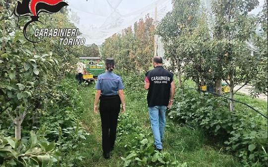 Lavoro nero nei frutteti del Pinerolese: due titolari denunciati, sanzioni per 7 mila euro