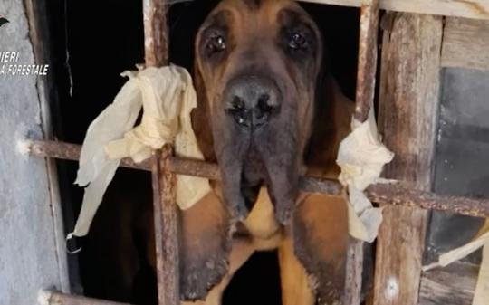 Cani e gatti segregati