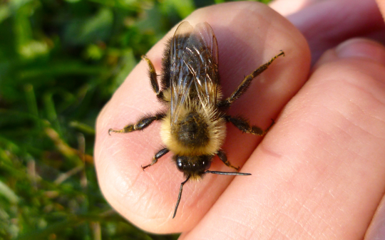 Esce per andare a funghi, viene punto da un calabrone e muore
