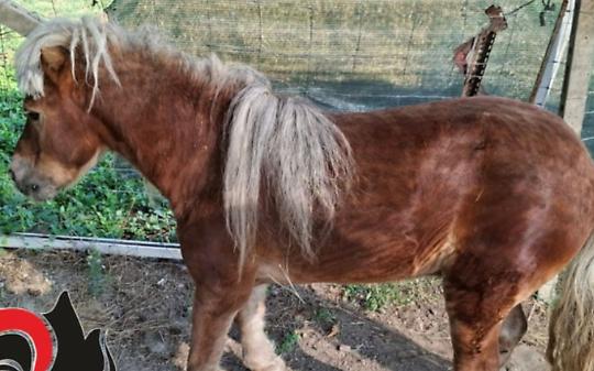 Pony abbandonato