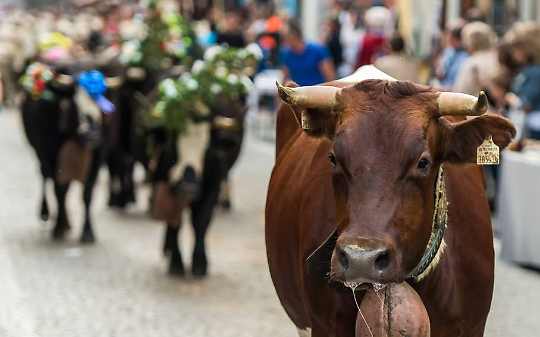 Transumanza: memoria, suono e profumo.