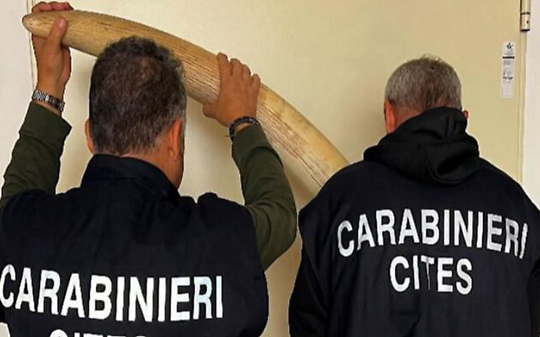 Cinque zanne d’elefante africano sequestrate nel Torinese: la scoperta in un laboratorio di tassidermia