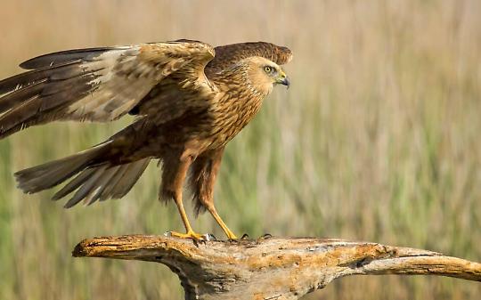 Falco di palude muore