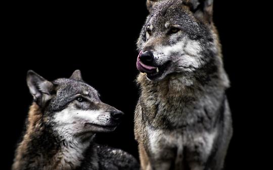 Lupi in azione in Valchiusella. 6 pecore sbranate